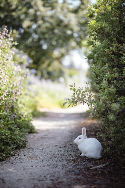 Wit konijn naast planten