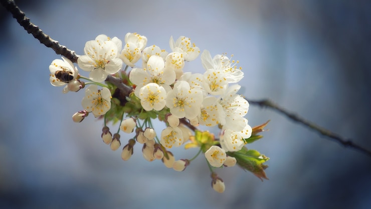 Gratis Foto wit-petaled bloemen op selectieve aandacht
