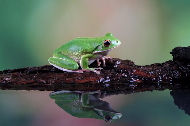 Witlipboomkikker Litoria infrafrenata op groene bladeren Witlipboomkikker Litoria infrafrenata close-up