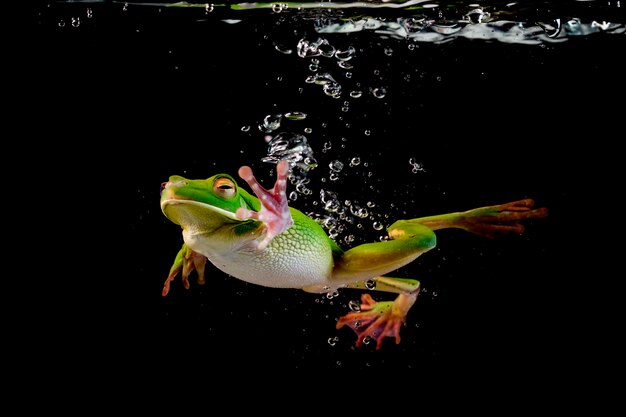 Witlipkikker die in het water zwemt