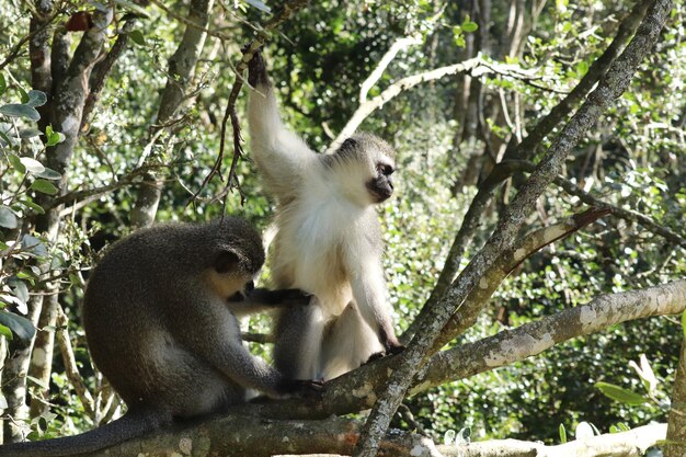 Witte aap en een zwarte aap zittend op de tak van een boom in een bos