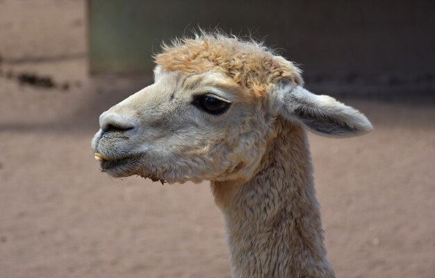 Witte alpaca met een onderbeet en tanden zichtbaar