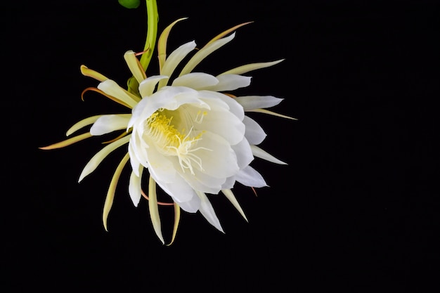 Gratis foto witte bloem