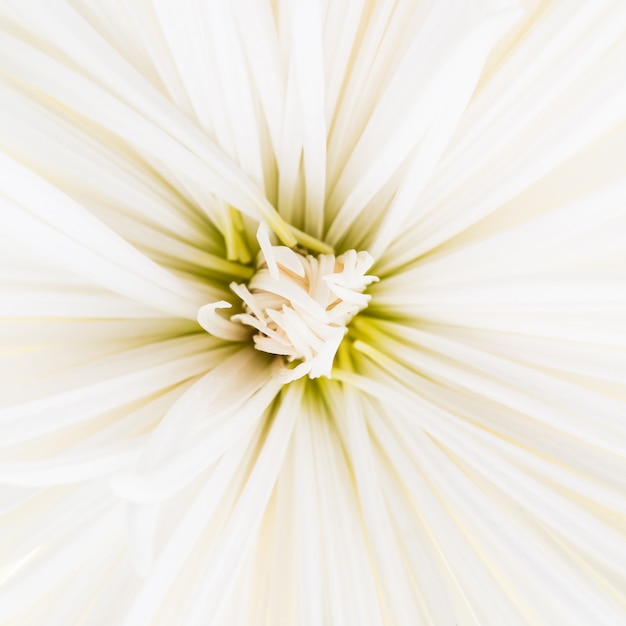 Gratis foto witte bloem