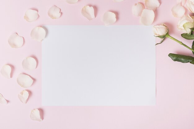 Witte bloemblaadjes van roos op blanco papier tegen roze achtergrond