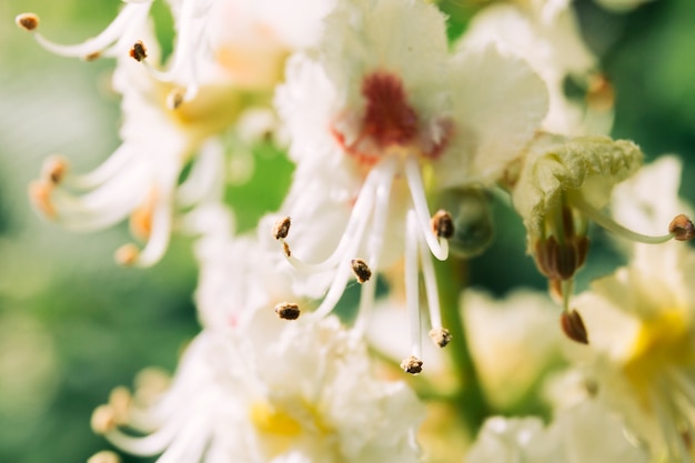 Witte bloemen in bloei