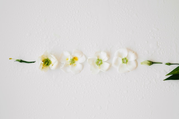 Witte bloemen in rij
