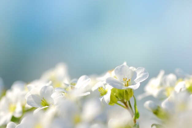 Witte bloemen met een blauwe achtergrond