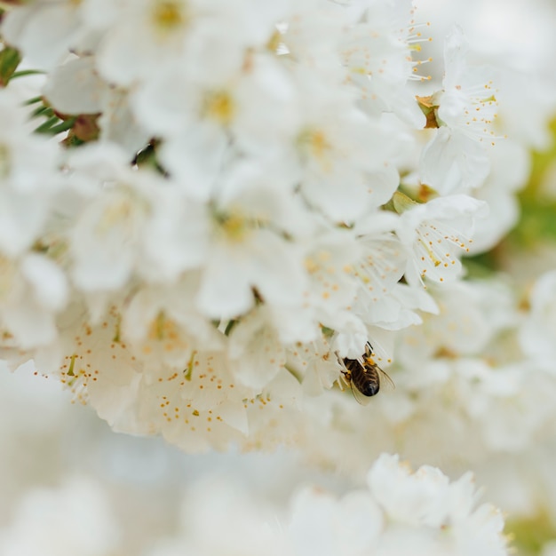 Gratis foto witte bloemen op een tak