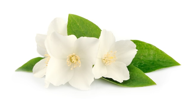 Witte bloemen van jasmijn op het wit