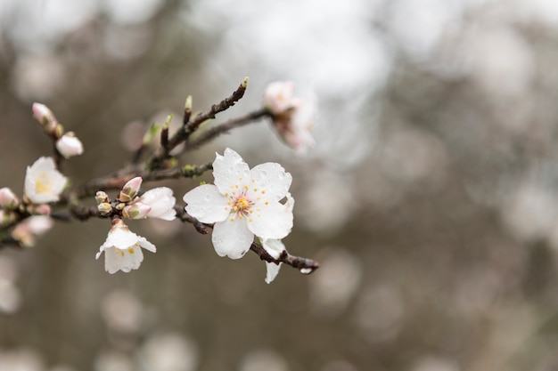 Witte bloesem met waterdruppels