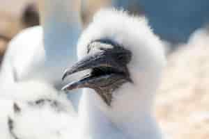 Gratis foto witte boobyvogel buiten