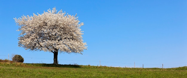 Gratis foto witte boom