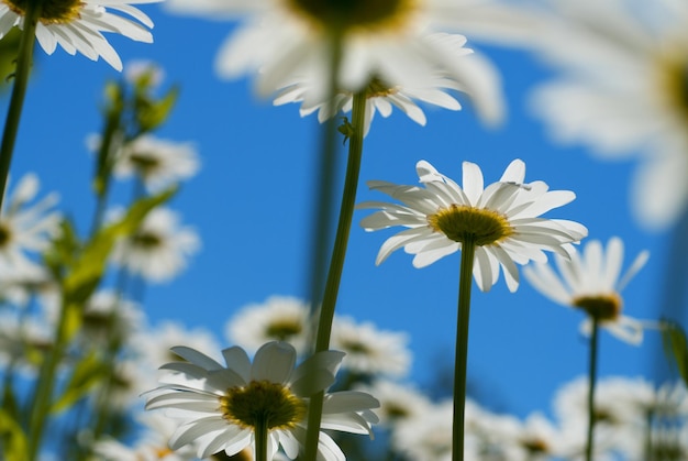 Gratis foto witte chamomiles tegen blauwe hemel