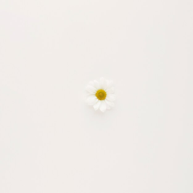 Witte daisy bloemknop