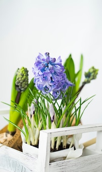 Witte doos met lentebloemen krokussen en hyacinten op een witte achtergrond