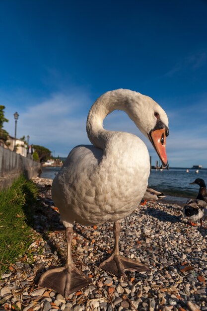 Witte eend op blauwe hemel als. Gardameer, Italië