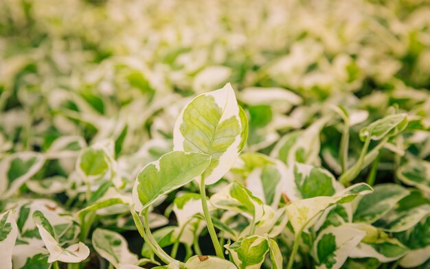 Witte en groene bladeren in het zonlicht