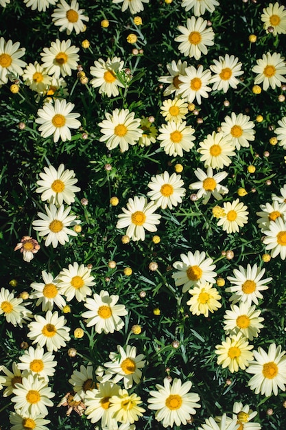 Gratis foto witte en zwarte madeliefjebloemen