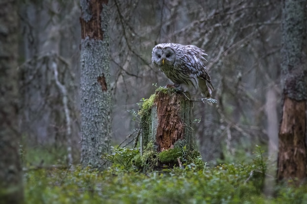 Witte en zwarte uil op boomstam