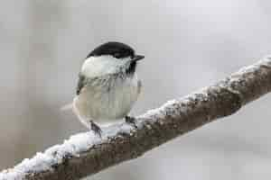 Gratis foto witte en zwarte vogel zat op een boomtak