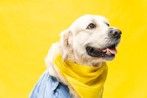 Witte golden retriever poseren in studio met een gele sjaal en spijkerjasje