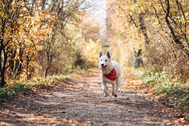 Witte hond die in de herfstpark loopt