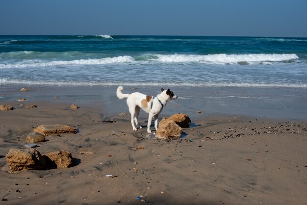 Witte hond loopt door een strand omgeven door de zee onder een blauwe lucht en zonlicht