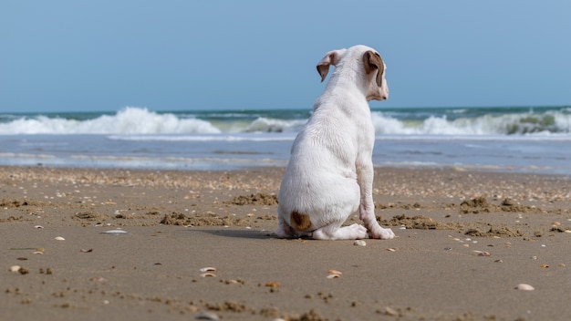 Gratis foto witte hond zittend op het strand omgeven door de zee onder het zonlicht - concept van eenzaamheid