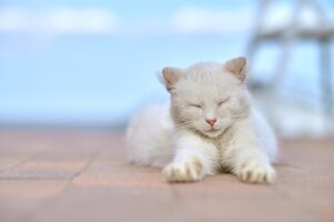 Witte kat liggend met gesloten ogen