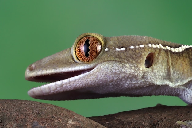 Gratis foto witte lijn gekko close-up gezicht op tak