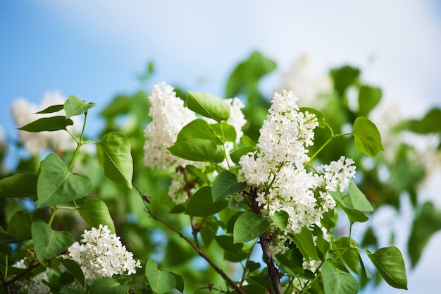 Witte lila in de lente