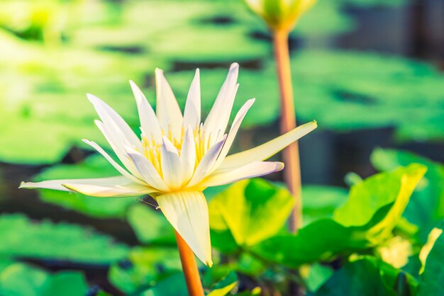 Witte lotusbloem