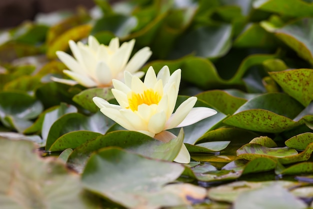 Gratis foto witte nymphaeaceae