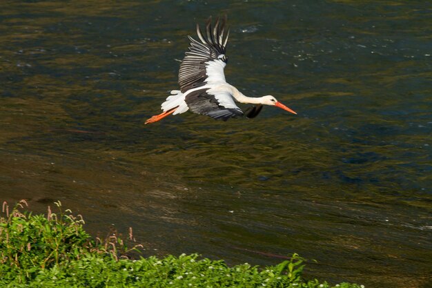 Witte ooievaar die over een rivier vliegt