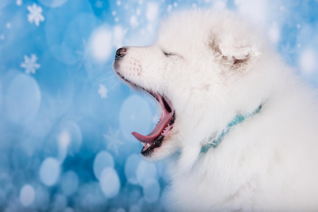 Witte pluizige kleine samojeed puppy hond muilkorf profiel close-up