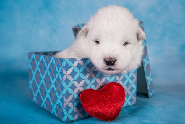 Witte pluizige kleine samojeed puppyhond in een geschenkdoos