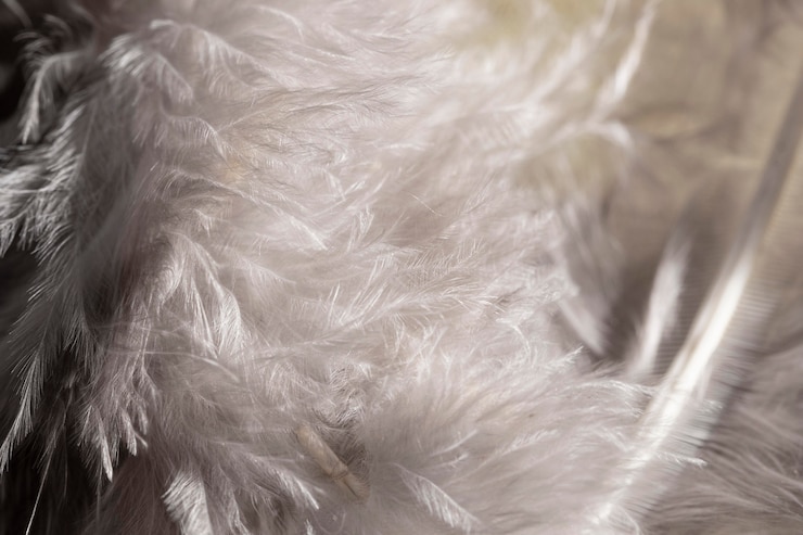 Gratis Foto witte pluizige veren van de close-up
