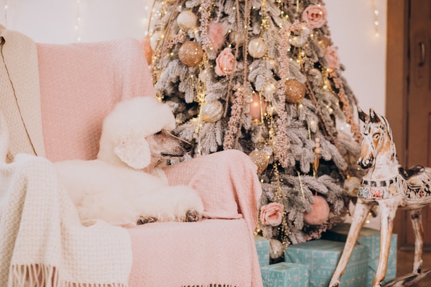 Witte poedel zittend bij de kerstboom