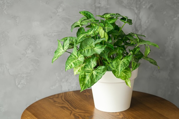 Gratis foto witte pot met een groene plant in een minimalistisch interieur