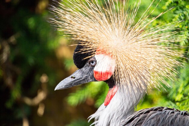 Witte, rode en zwarte kraanvogel met een grote gevederde kroon op zijn kop