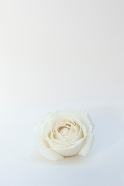 Gratis foto witte roos