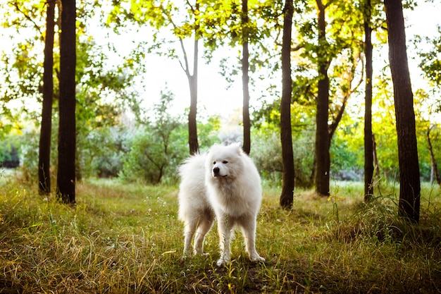 Witte schattige hond wandelen in het park bij zonsondergang.