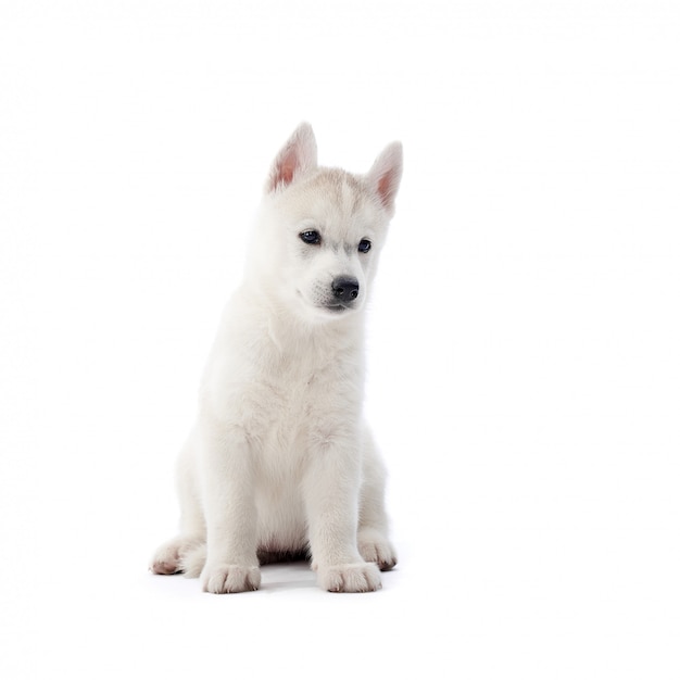 Gratis foto witte siberische schor puppyzitting die weg kijken die op witte copyspace wordt geïsoleerd.