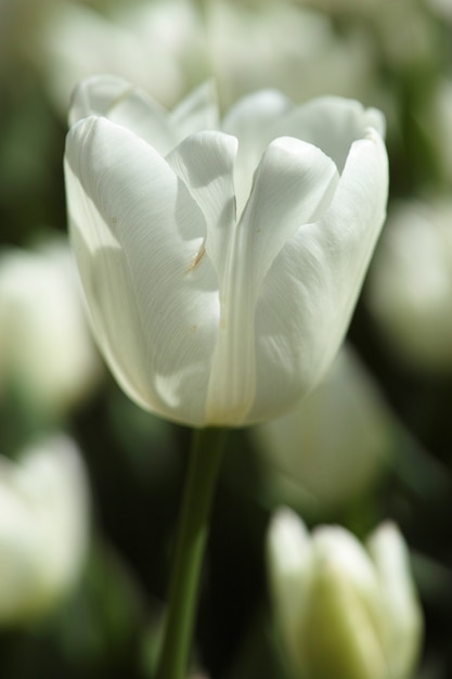 Gratis foto witte tulp