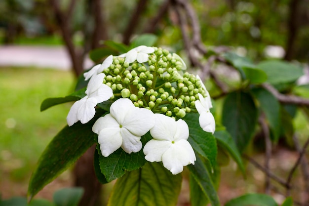 Witte viburnum bloemen in close-up op een achtergrond van groene bladeren vroege lente natuurlijke achtergrond