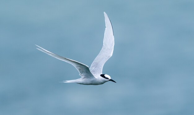 Witte vogel die boven de zee vliegt