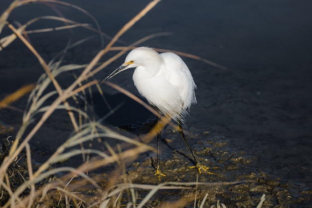 Witte vogel op bruin gras