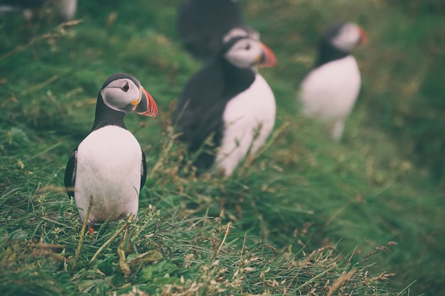 Witte vogel selectieve aandacht fotografie