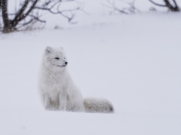 Witte vos die zich overdag op sneeuw bevindt